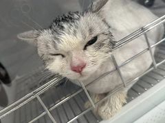 -北京观赏动物医院·24小时大型综合·猫专科·异宠专科