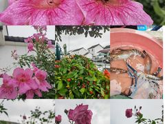 -莲花岛景区
