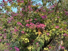 -水濂山森林公园