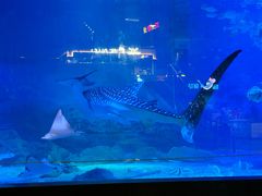 -烟台海昌鲸鲨海洋公园