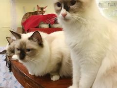 -猫色咖啡·猫咖