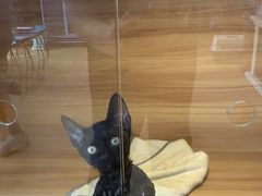 -喵百万·布偶·蓝金金渐层英短·猫舍(百子湾店)
