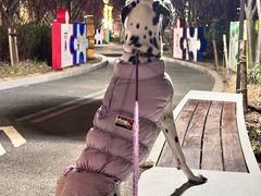 -宠物梦想家(日月豪庭店)