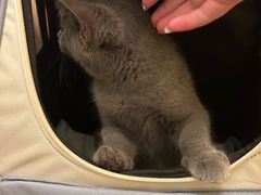 -瑞派康怡24h宠物医院·犬猫医疗中心·微创绝育(瑞景分院)