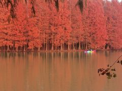 -上海海湾国家森林公园