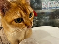 -楼上猫咖(罗湖店)