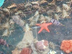 -蓝湾碧波·老字号·疍家非遗海上餐厅