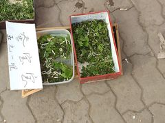 -长宁东道花卉宠物市场