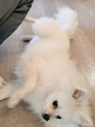 -后宫·古装汉服京剧儿童亲子全家福摄影