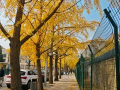 -三里屯东五街银杏大道