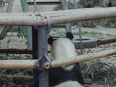 -成都动物园