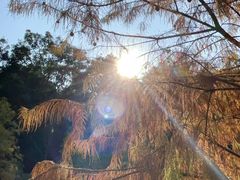 -云溪植物园
