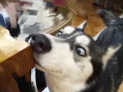 -more than meow吴止猫主题餐厅(承德 中船汇店)