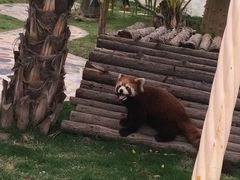 -灵玲国际马戏城
