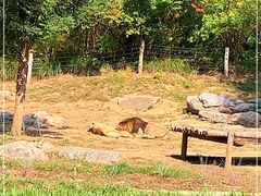 -北京野生动物园