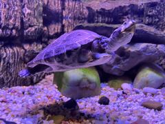 -上海海洋水族馆