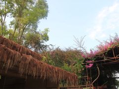 -瑞丽独树成林风景区