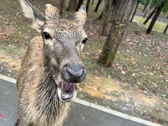 -秦皇岛野生动物园
