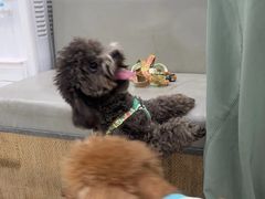 -安安宠医宠物医院·异宠·犬猫内科(岳阳分院)