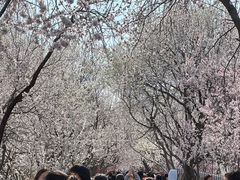 -桃花堤公园