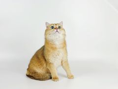 -comecome来吧宠物(奥克斯中心店)