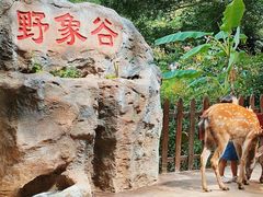 -野象谷景区