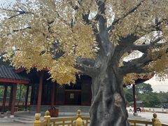 -广东圆玄道观
