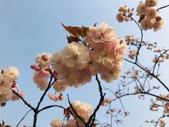 -新江湾城公园