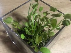 -秦美花卉(天朗·莱茵小城2期店)