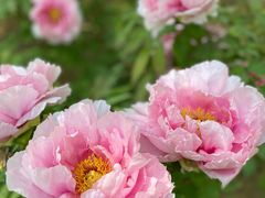 -石家庄市植物园