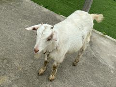 -小鱼草莓采摘园农家乐·小鱼餐厅