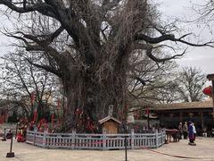 -大槐树寻根祭祖园