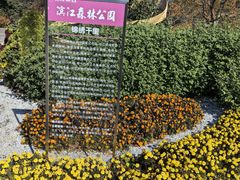 -上海滨江森林公园