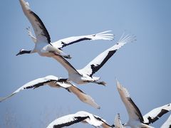 -盐城丹顶鹤湿地生态旅游区