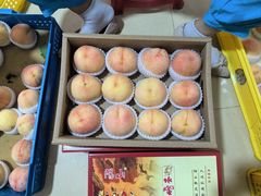 -老袁家蜜桃农场·阳山水蜜桃