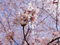 -高东镇樱花园