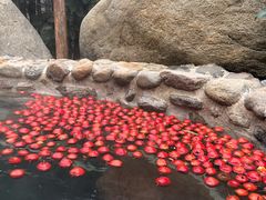 -观唐（国际）度假村温泉