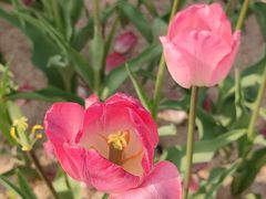 -香蜜公园