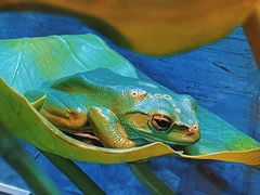 -上海大自然野生昆虫馆(东方明珠·爬宠昆虫探索中心)