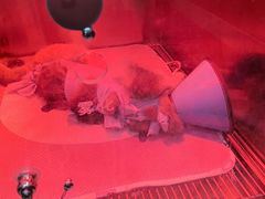 -米苏动物医院·犬猫专科·骨科外科内窥镜