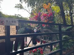 -三亚亚龙湾人间天堂鸟巢度假村