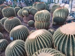-北京植物园-展览温室
