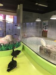 -七巧国萌宠乐园(龙湖天街店)