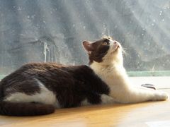 -猫小院猫主题咖啡厅(北锣店)