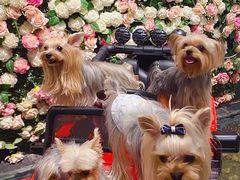 -百好乐宠物友好餐厅(朝外大街店)