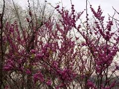 -艾溪湖湿地公园