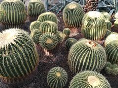 -北京植物园-展览温室