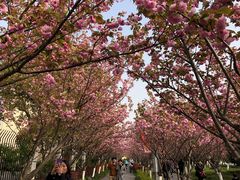 -高东镇樱花园