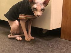 -猫色咖啡·猫咖