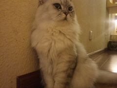 -猫友咖啡店(玉林西路店)